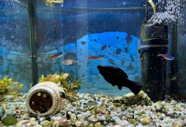 Пансионат «Уютный уголок» Береговая фото 5