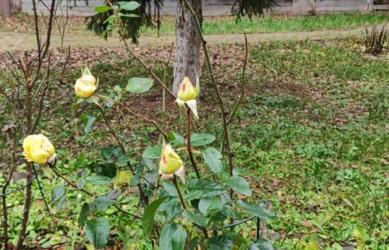 «Дом Жизни» фото 7